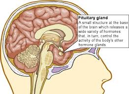 pituatary-gland